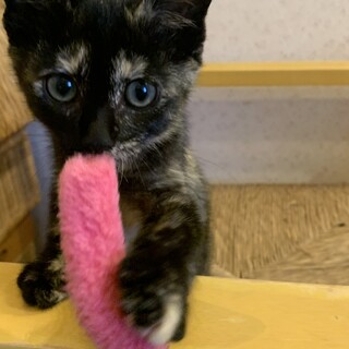 募集終了　2ヶ月女の子⭐︎サビちゃん⭐︎
