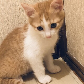 おっとり茶白の女の子　2ヶ月弱
