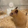 もとむむ