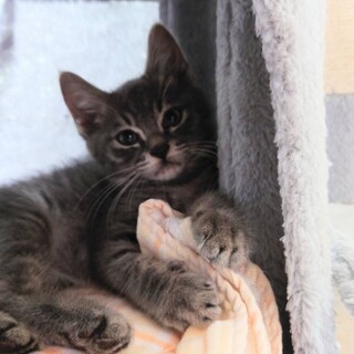 もっふもふの蓮くん!