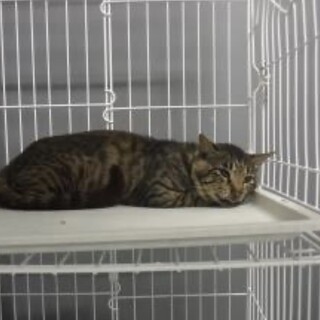 18日‼処分対象・飼主持込♂命を繋ぎたい・キジトラ
