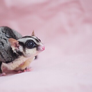 高齢フクロモモンガの里親募集です。