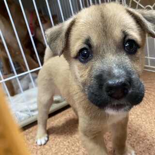 2ヶ月　♂ ずっとのおうちを探しています