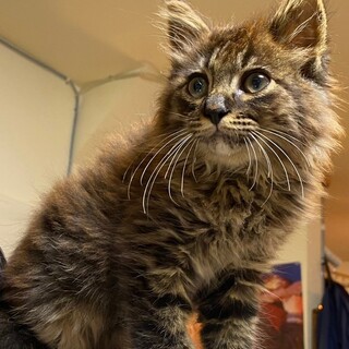 7/2荒川区西尾久譲渡会　アンバー君