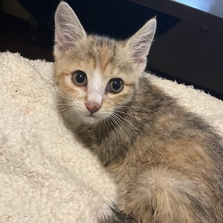 三毛猫（三毛虎）の里親募集中