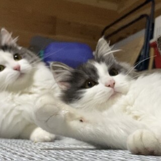 モフモフの可愛い兄妹⭐︎1歳です！