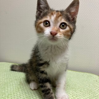 8/5さいたま市岩槻譲渡会　みくちゃん