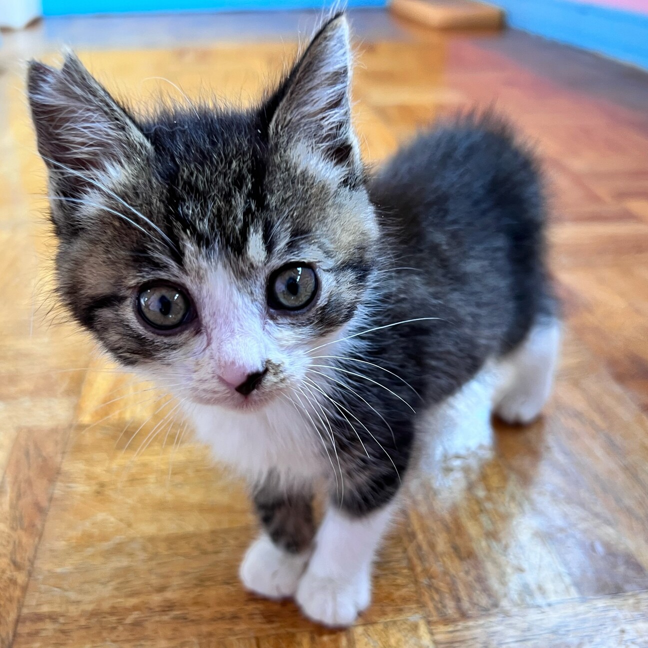ミントグリーン様御予約❤️くりくりオメメ♡生後２週間♡子猫の黒豆ちゃん 1322545.jpeg