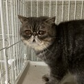 エキゾチックショートヘア　オス　約3才