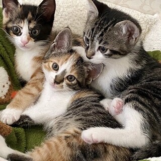 生後2か月　お膝に乗ってくる子猫の兄弟