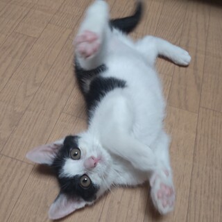 ハチワレ子猫のあっくん♪