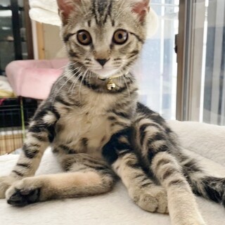 ★里親様決定！★可愛さ抜群❤オーシャン