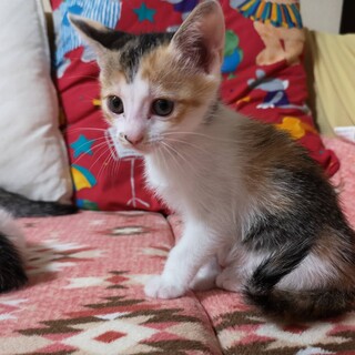 5月12日生 三毛猫の女の子」福島県 - 猫の里親募集(460490) :: ペット