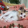 5月12日生　三毛猫の女の子 サムネイル2