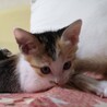 5月12日生　三毛猫の女の子 サムネイル3