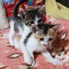 5月12日生　三毛猫の女の子 サムネイル4