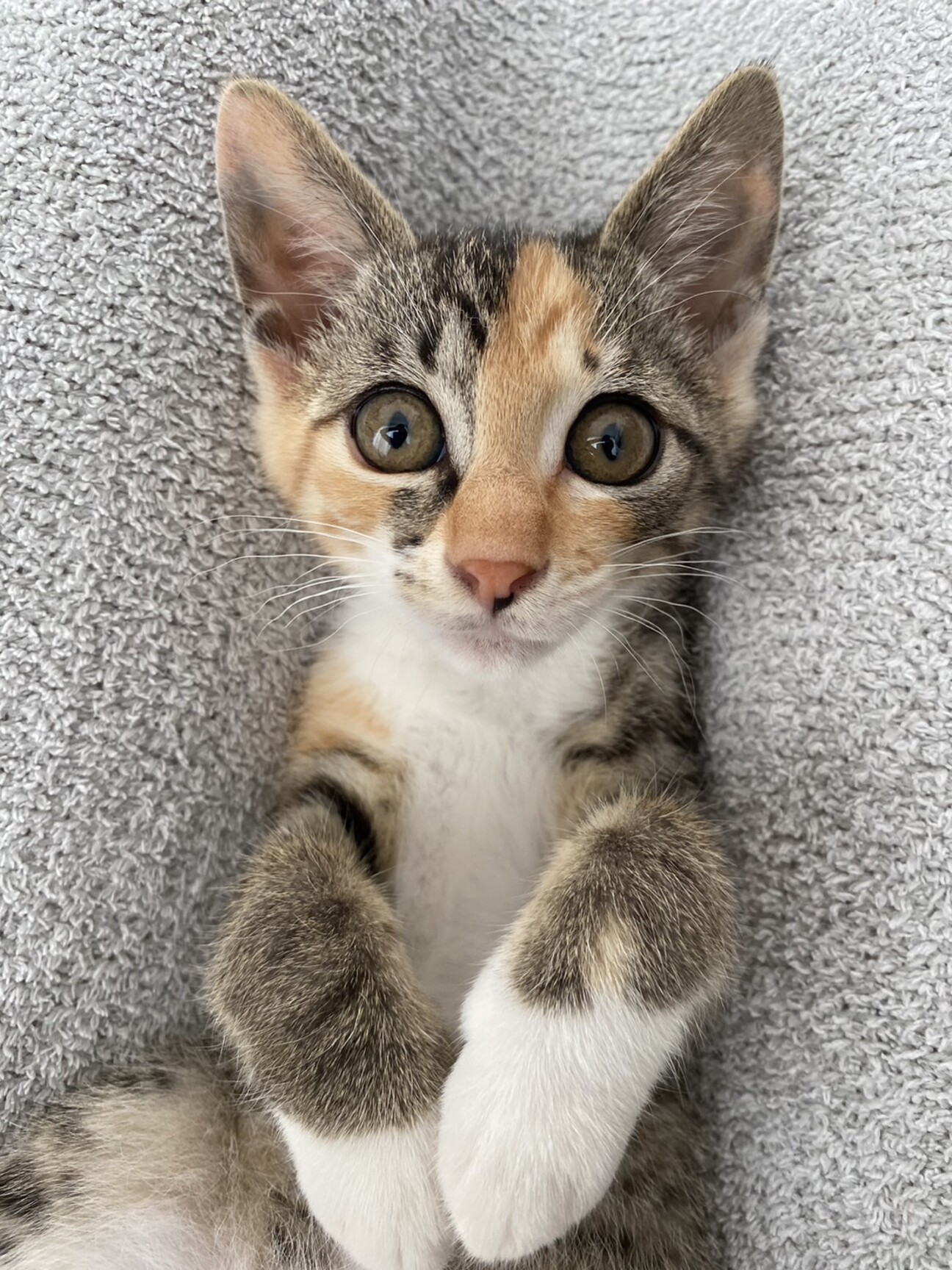 猫ちゃんに必要なものまとめてお譲りします。