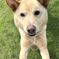 ジャック君！穏やかな柴犬MIX・15kg