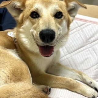 控えめに甘える穏やかで可愛い女の子クララ