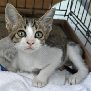 譲渡されました。