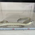 里親様が決まりましたので募集を締め切ります。