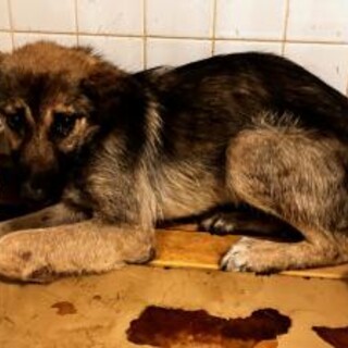 子犬でも処分対象です。収容期限7/5迄