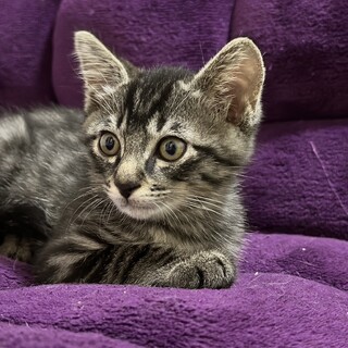 めちゃくちゃ慣れてます。きじこねこ男子