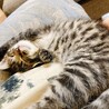 しょぼすけ
