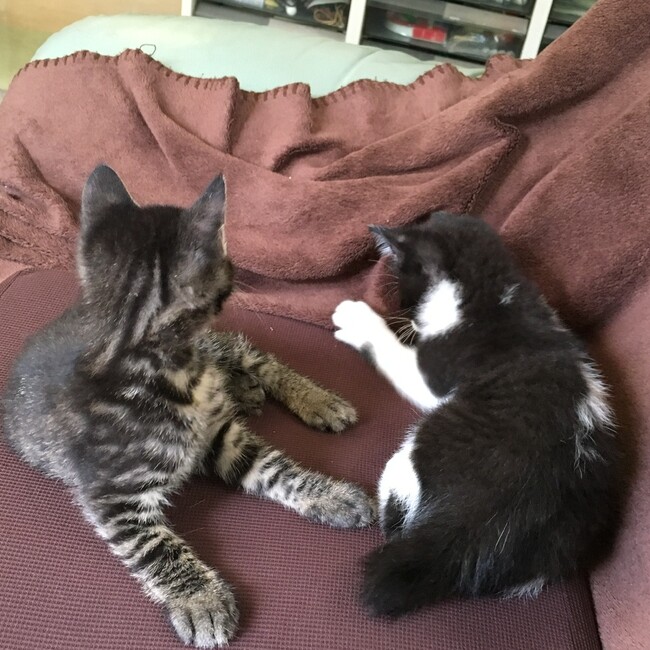 あおよたのカバー写真