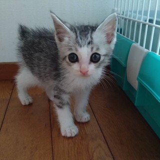 1ヶ月半の女の子「ルカちゃん」