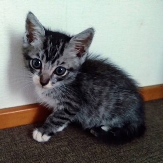 1ヶ月半の男の子「ルイくん」