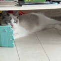 1歳9が月のラグドールの女の子です。