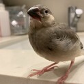 桜文鳥の雛