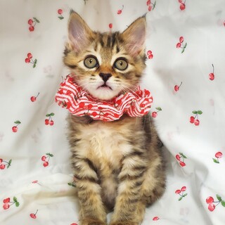 【7/2東日本橋】しましまちゃん♥️2ヶ月