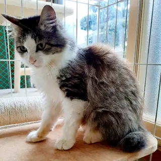 ブラッシング大好き長毛さん