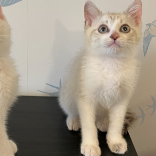 【お見合い随時】珍しいライラック柄★3ヶ月