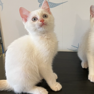 【お見合い随時】しっぽがほんのり茶色★3ヶ月