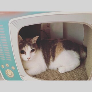 パステル三毛の女の子★５歳女の子