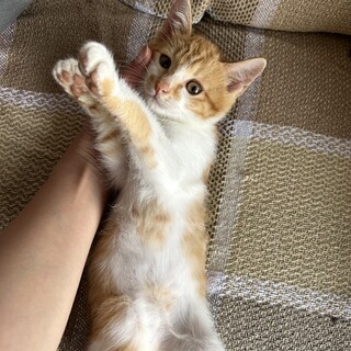 とても人懐っこい茶シロの女の子