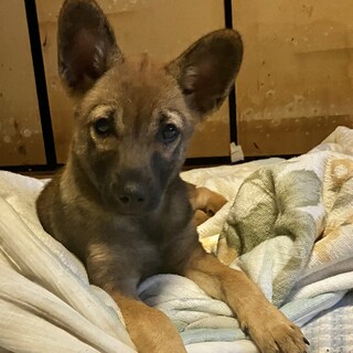 生後約4ヶ月の子犬里親緊急募集
