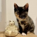 【生後3ヶ月女の子】おしゃれなサビ三毛の子猫
