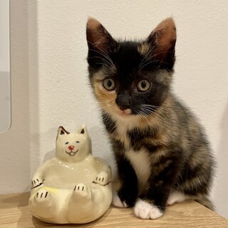【生後3ヶ月女の子】おしゃれなサビ三毛の子猫