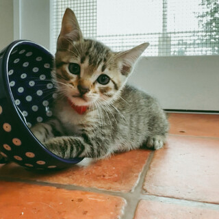 ５月１日生まれ　ドンパチ