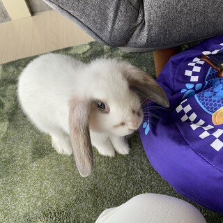 ロップイヤーラビットの【だいふく】です。
