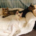 捨て猫3兄弟