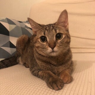 【7/2東銀座】ミーシャちゃん1歳♪