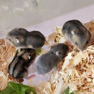 ジャンガリアン 子ハム5匹 17日産まれ