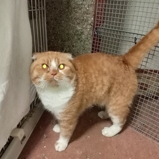 スコティッシュフォールド　男の子