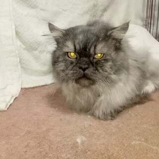 サイベリアン　男の子