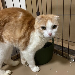 懐いてる猫ちゃんの里親募集